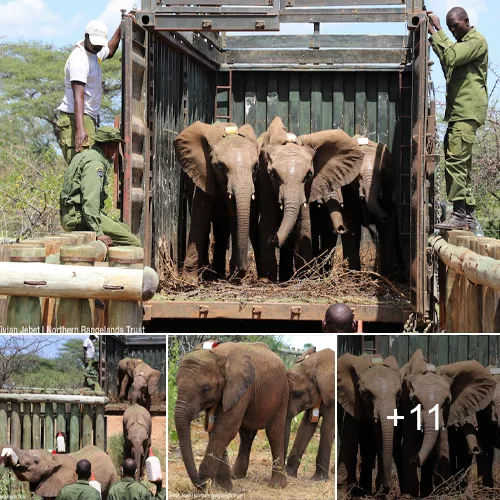 Triumph in the Wild: Four Elephant Calves Safely Released into the Wild