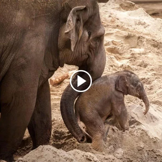 A Touching Display of Maternal Devotion: A Mother Elephant’s Remarkable Efforts to Care for Her Ailing Calf Despite Poisoning