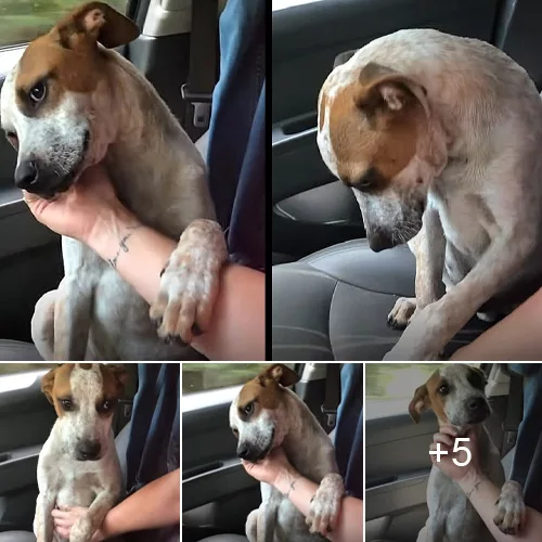 A Tearful Moment: Mother’s Emotional Reunion with Newly Adopted Shelter Dog Reflects Profound Gratitude