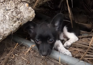 A Heartwarming Tale: Abandoned Dog Finds Love and Forever Home